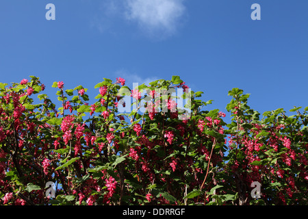 Un fiore selvatico corrente ( Ribes sanguineum )bush con fiori di colore rosa in fiore aginst un nitido cielo blu nelle zone rurali a Norfolk,UK. Foto Stock