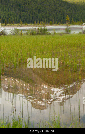 Montare Amery riflessione, il Parco Nazionale di Banff, Alberta, Canada Foto Stock