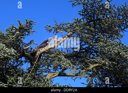 Rifilatura grande albero di cedro con rami spezzati Foto Stock