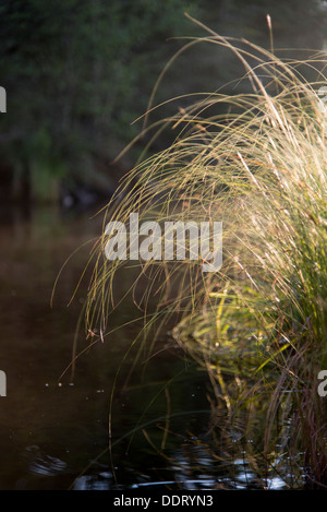 Reed crescente a lago, il lago dei boschi, Keewatin, Ontario, Canada Foto Stock