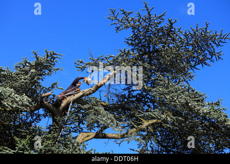 Rifilatura grande albero di cedro con rami spezzati Foto Stock