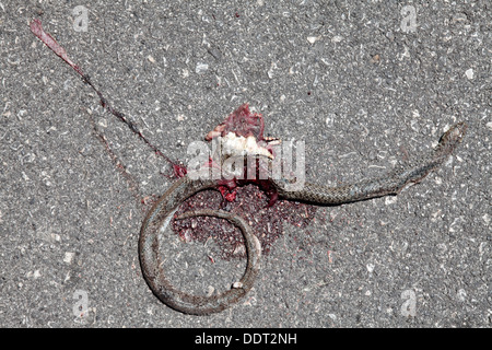 Serpente morto in strada Foto Stock