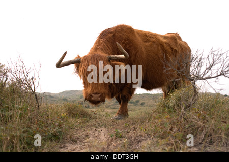 Curioso Highland mucca (Bos taurus) nel paesaggio di dune Foto Stock