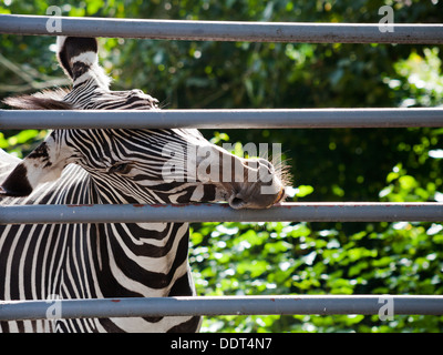 Imperial zebra rosicchia gabbia in ferro bar all'aperto Foto Stock