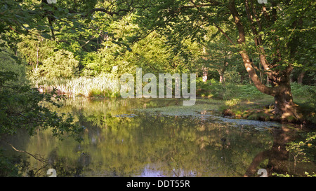 Stagno nella foresta di Epping, Epping, Essex, Inghilterra, Regno Unito Foto Stock