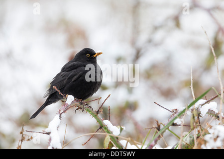 Merlo nella neve Foto Stock