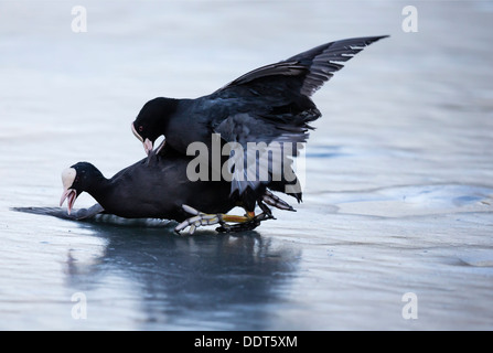 Folaghe combattimenti su ghiaccio Foto Stock