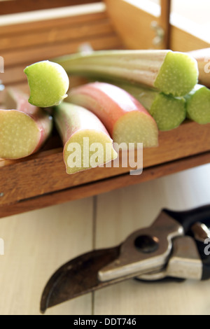 Appena tagliato il rabarbaro dal giardino in un cestello di legno Foto Stock