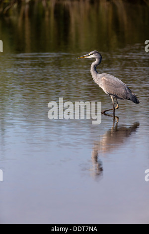 Airone cenerino pesca in acqua blu con una riflessione e un background boschive Foto Stock