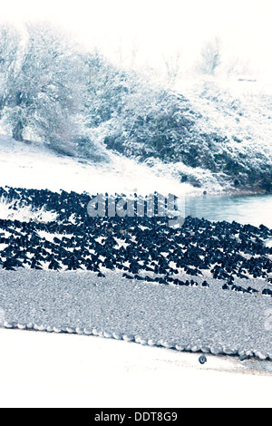 Branchi di nodo e Oystercatchers roost insieme su una riva nevoso Foto Stock