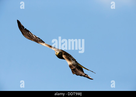 Nibbio reale in volo contro un cielo blu chiaro Foto Stock