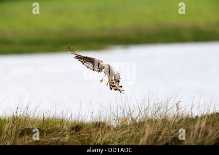 Femmina di albanella reale in volo portando in preda Foto Stock