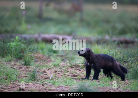 Wolverine in una foresta boreale Foto Stock