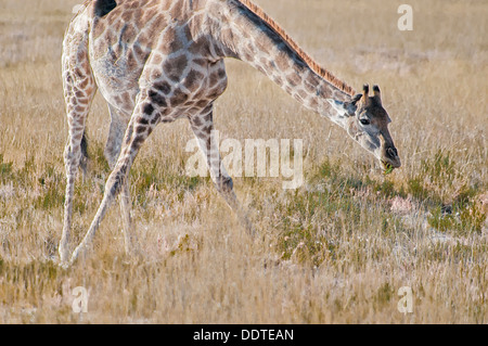 Gravidanza La giraffa, Giraffa camelopardalis, pendente verso il basso per mangiare nel Parco Nazionale Etosha, Namibia, Africa Foto Stock