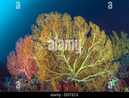 Colore rosa brillante e yelloaw seafans in Raja Ampat, Indonesia Foto Stock