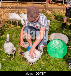 Un 9 anno vecchio ragazzo alimentazione di polli a Hazel Brow fattoria nel villaggio di basso rango in Swaledale , North Yorkshire, Inghilterra, Regno Unito Foto Stock