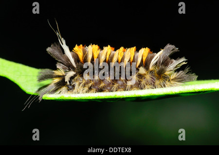 Tussock Moth Caterpillar arroccato su una foglia verde. Foto Stock