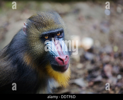 Mandrill (Mandrillus sphinx) ritratto Foto Stock