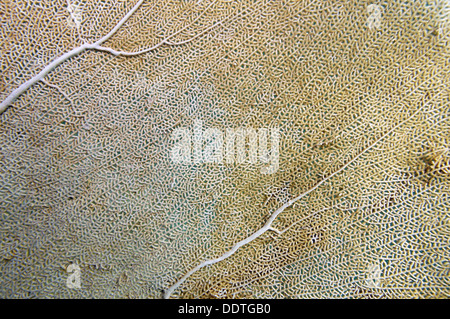 Dettaglio di un ventilatore di mare, Gorgonia ventalina, Mar dei Caraibi, Puerto Rico Foto Stock