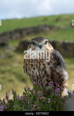 Maschio di Merlin, Falco columbarius, su heather moorland, nello Yorkshire, Regno Unito. Captive Bird. Foto Stock