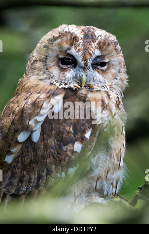 Allocco a roost nel bosco. Strix aluco. Captive Bird. Foto Stock