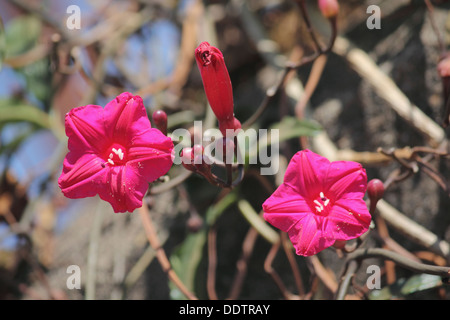 Il Cardinale superriduttore, Lady Doorly la gloria di mattina, Ipomoea horsfalliae Foto Stock