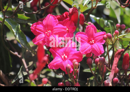 Il Cardinale superriduttore, Lady Doorly la gloria di mattina, Ipomoea horsfalliae Foto Stock