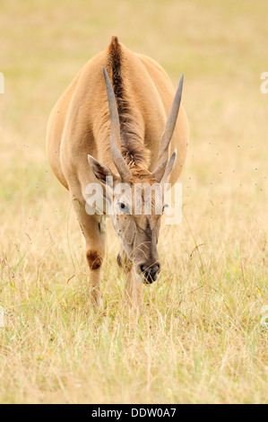 Ritratto verticale della terra comune, orice di Taurotragus, pascolo in prateria. Foto Stock