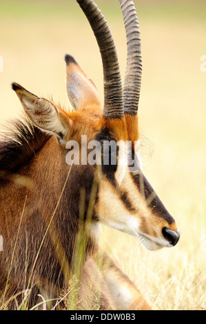 Ritratto verticale di Sable Antelope, Hippotragus niger, sdraiato nella prateria. Foto Stock