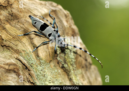 Rosalia longicorn Rosalia alpina, ritratto dello scarabeo su legno. Foto Stock