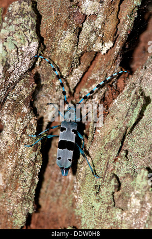 Rosalia longicorn Rosalia alpina, ritratto dello scarabeo su legno. Foto Stock