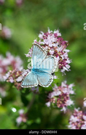 Chalkhill Blue Butterfly sul origano Foto Stock