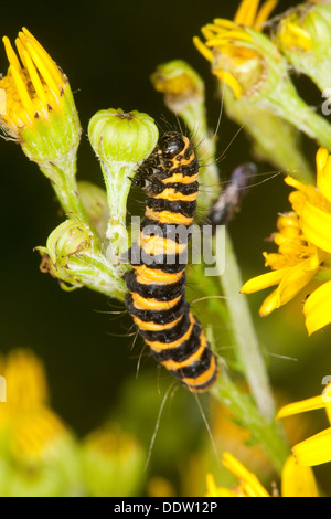 Il cinabro moth, Caterpillar, larve Blutbär, Karminbär, Jakobskrautbär, Raupen, Tyria jacobaeae, Hipocrita jacobaeae, Arctiidae Foto Stock