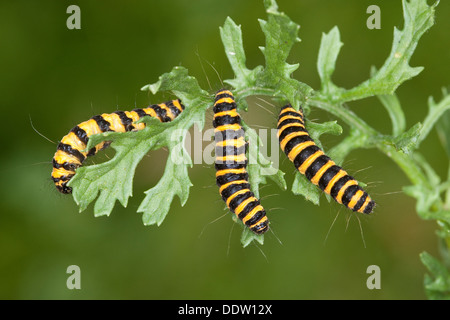 Il cinabro moth, Caterpillar, larve Blutbär, Karminbär, Jakobskrautbär, Raupen, Tyria jacobaeae, Hipocrita jacobaeae, Arctiidae Foto Stock