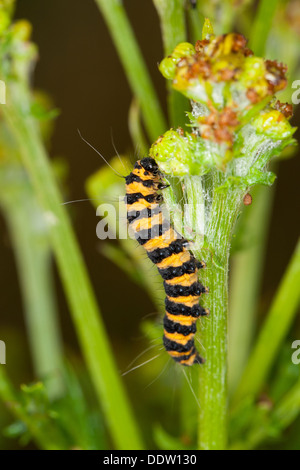 Il cinabro moth, Caterpillar, larve Blutbär, Karminbär, Jakobskrautbär, Raupen, Tyria jacobaeae, Hipocrita jacobaeae, Arctiidae Foto Stock