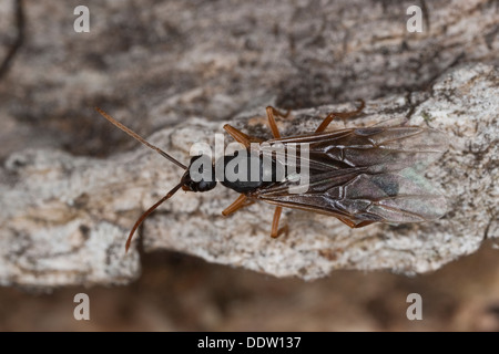 Rosso Sangue ant, slave-making ant, legno ant, Blutrote Raubameise, Blutrote Waldameise, Formica sanguinea, Raptiformica sanguinea Foto Stock