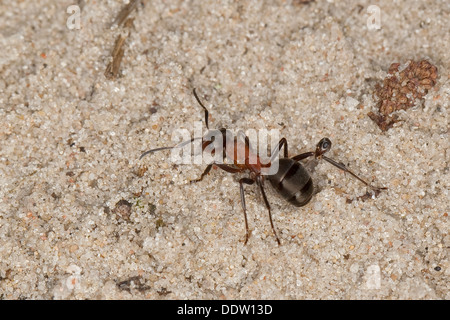 Rosso Sangue ant, slave-making ant, legno ant, Blutrote Raubameise, Blutrote Waldameise, Formica sanguinea, Raptiformica sanguinea Foto Stock