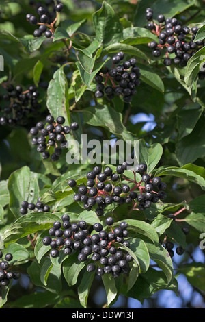 Sanguinella, Dogberry, frutta, Blutroter Hartriegel, Früchte, Cornus sanguinea, Cornouiller sanguin Foto Stock