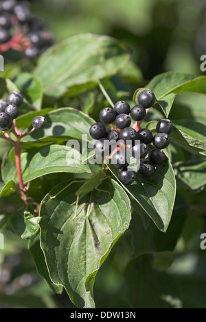 Sanguinella, Dogberry, frutta, Blutroter Hartriegel, Früchte, Cornus sanguinea, Cornouiller sanguin Foto Stock