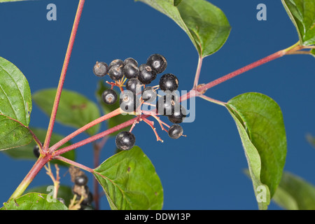 Sanguinella, Dogberry, frutta, Blutroter Hartriegel, Früchte, Cornus sanguinea, Cornouiller sanguin Foto Stock