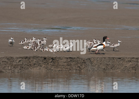 Shelduck comune, Brandgans, Brand-Gans, Brandente, Brand-Ente, Küken, pulcino, uccellino, poult, Tadorna tadorna Foto Stock