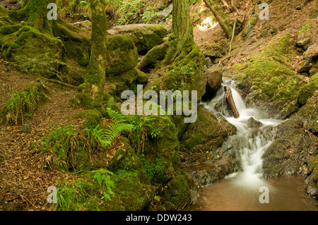 Il Fairy Glen Stream Foto Stock