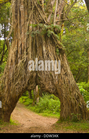 Un enorme albero di fico nella foresta pluviale del Monte Meru, noto come 'ARCH' Foto Stock