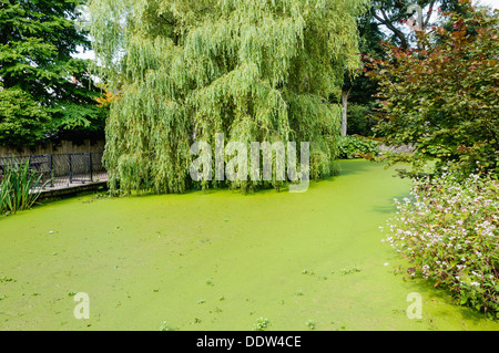 Un laghetto in giardino coperto con lenticchie d'acqua (Lemnoideae) Foto Stock