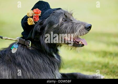 Bridport, Dorset, Regno Unito. 07Th Sep, 2013. Un cane prende parte al miglior cappello cane concorrenza durante Bridport la quarta edizione del festival di Hat. Hat indossatrici partecipano al festival hanno aumentato da 4.000 nel primo anno per la stima di 10.000 partecipanti al festival di oggi. Credito: Tom Corban/Alamy Live News Foto Stock