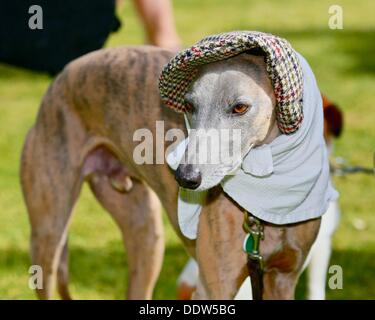 Bridport, Dorset, Regno Unito. 07Th Sep, 2013. Un cane prende parte al miglior cappello cane concorrenza durante Bridport la quarta edizione del festival di Hat. Hat indossatrici partecipano al festival hanno aumentato da 4.000 nel primo anno per la stima di 10.000 partecipanti al festival di oggi. Credito: Tom Corban/Alamy Live News Foto Stock