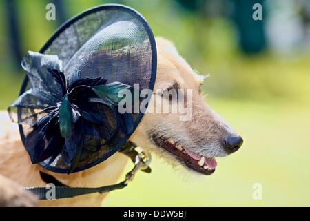 Bridport, Dorset, Regno Unito. 07Th Sep, 2013. Un cane prende parte al miglior cappello cane concorrenza durante Bridport la quarta edizione del festival di Hat. Hat indossatrici partecipano al festival hanno aumentato da 4.000 nel primo anno per la stima di 10.000 partecipanti al festival di oggi. Credito: Tom Corban/Alamy Live News Foto Stock