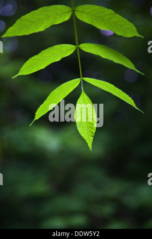 Primo piano di foglie di un verde il frassino, il fuoco selettivo sulla fine di foglia. Foto Stock