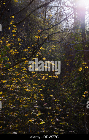 Nuovo retroilluminato con foglie di acero, Acer pseudoplantus in primavera, Wales, Regno Unito. Foto Stock