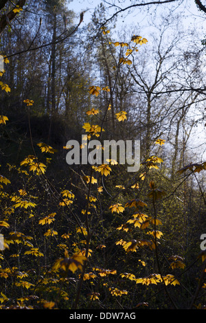 Nuovo retroilluminato con foglie di acero, Acer pseudoplantus in primavera, Wales, Regno Unito. Foto Stock